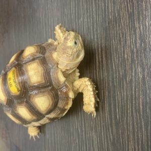 PETTATS ID Rings