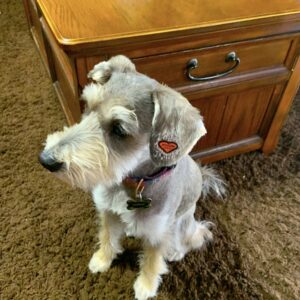 Stick on collarless PETTATS Tattoo-able ID’s(members only product)