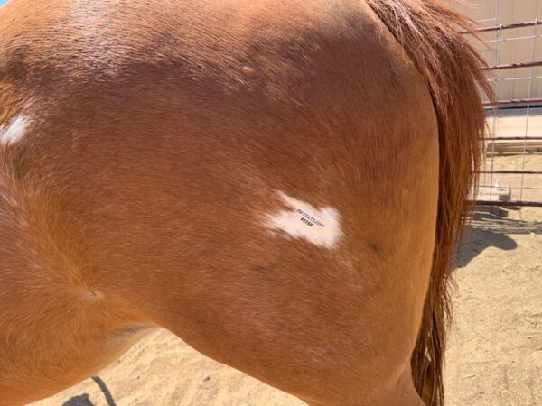 Stick on collarless PETTATS Tattoo-able ID's(members only product) - Image 6