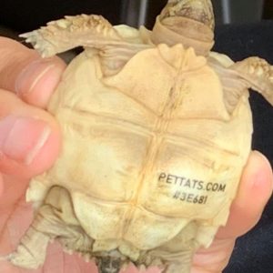 tinny turtle pettats